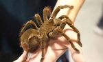 Što je spider najveći na svijetu?